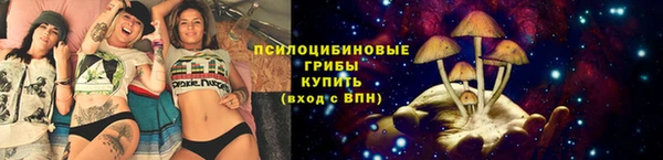 стаф Богданович